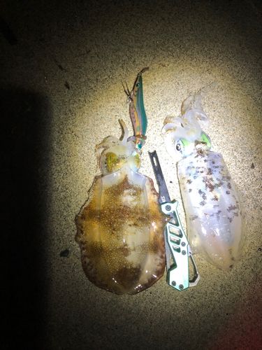 アオリイカの釣果