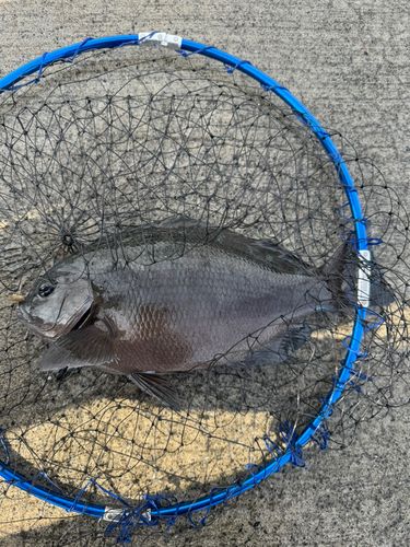 メジナの釣果