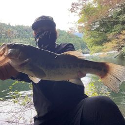 ブラックバス