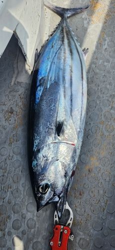 カツオの釣果