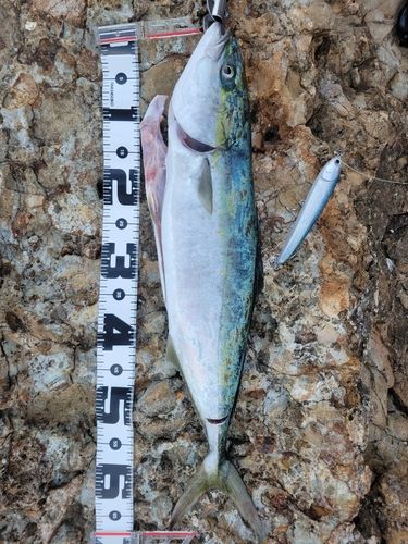 ワラサの釣果