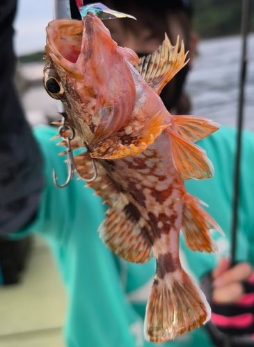 アラカブの釣果
