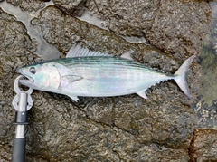 ハガツオの釣果