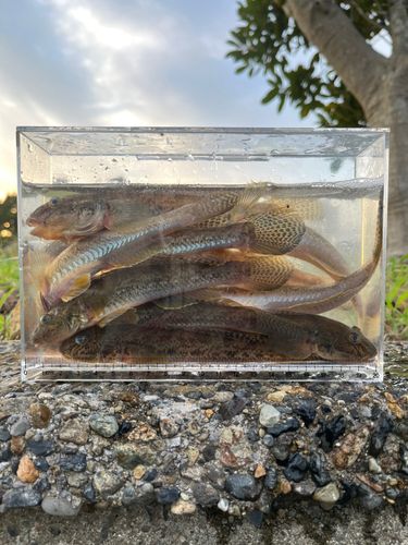 マハゼの釣果