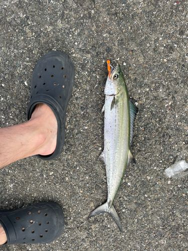 サワラの釣果