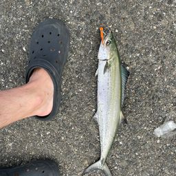 サワラ