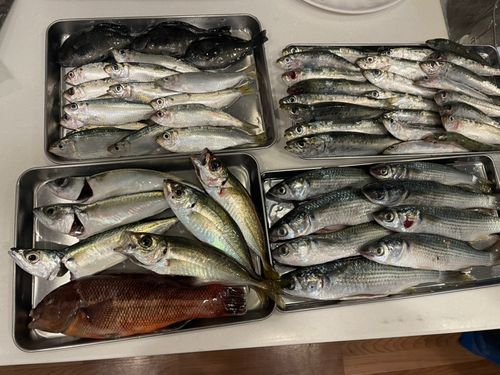 アジの釣果