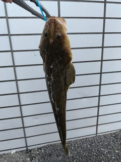 コチの釣果