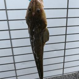 コチ