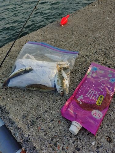 アジの釣果