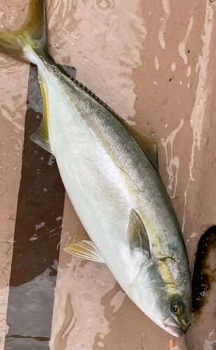 ハマチの釣果