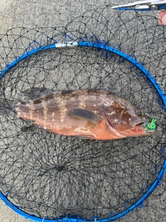 キジハタの釣果