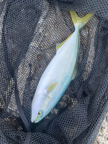 ワカシの釣果