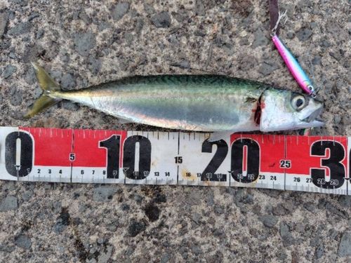 サバの釣果