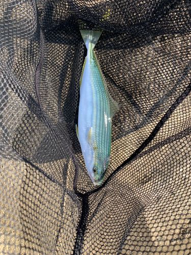 ワカシの釣果