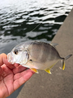 メッキの釣果
