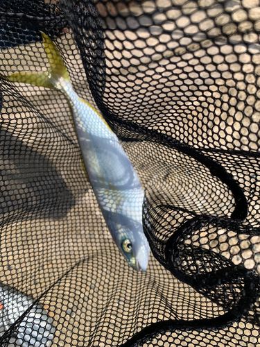 ワカシの釣果