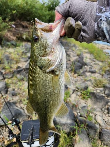 ラージマウスバスの釣果