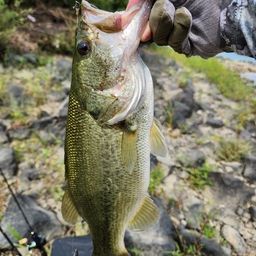 ラージマウスバス