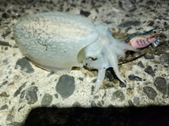 シリヤケイカの釣果