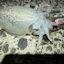 シリヤケイカ