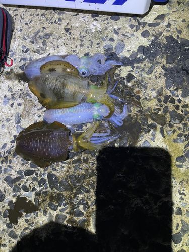 アオリイカの釣果