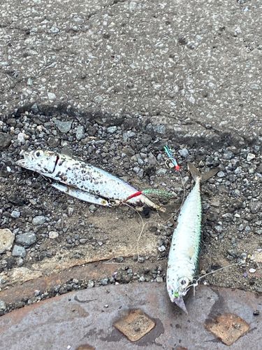 サバの釣果