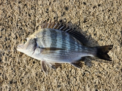 チヌの釣果