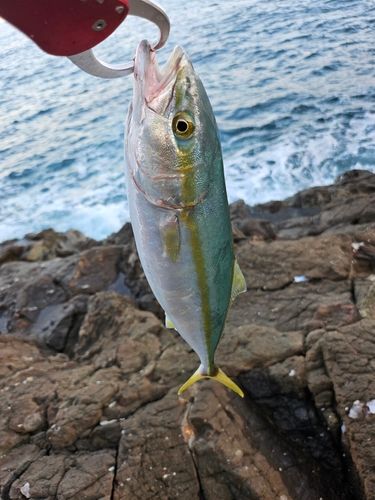 コゾクラの釣果