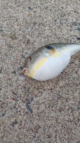 フグの釣果