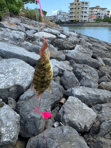 釣果