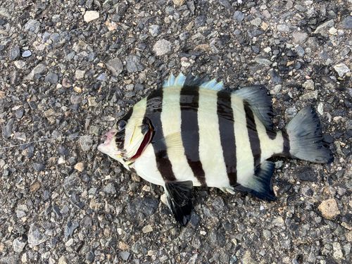 イシダイの釣果
