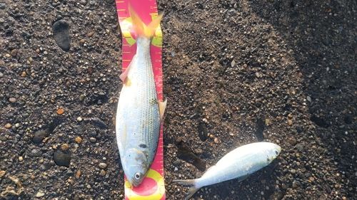 コノシロの釣果