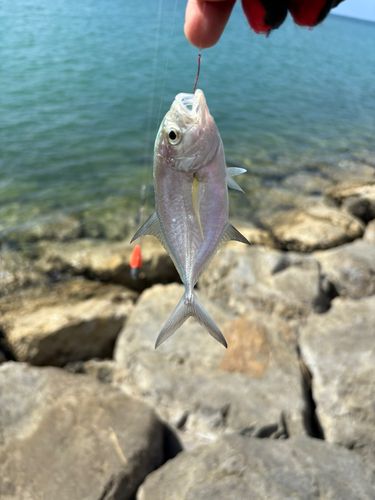 釣果