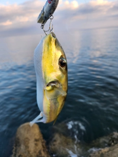 シロサバフグの釣果