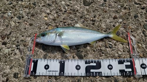 コゾクラの釣果
