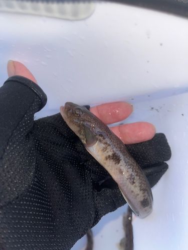 ハゼの釣果