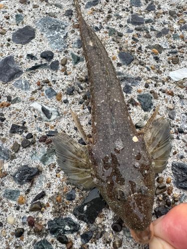 メゴチの釣果
