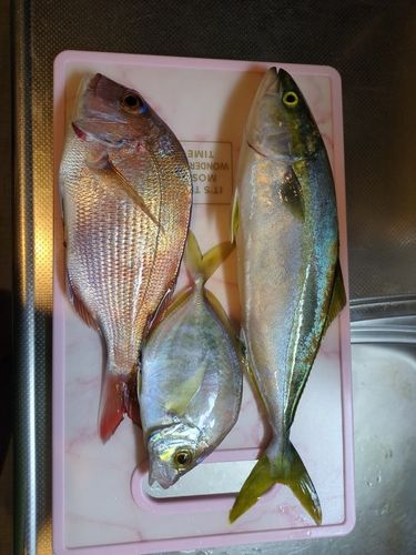 南伊豆