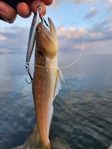 エソの釣果