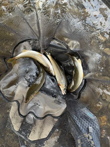 アユの釣果