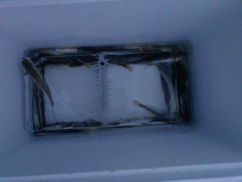 ハゼの釣果