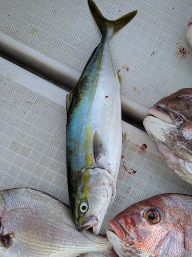 ヤズの釣果