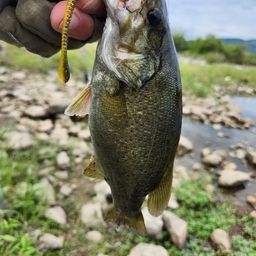 スモールマウスバス