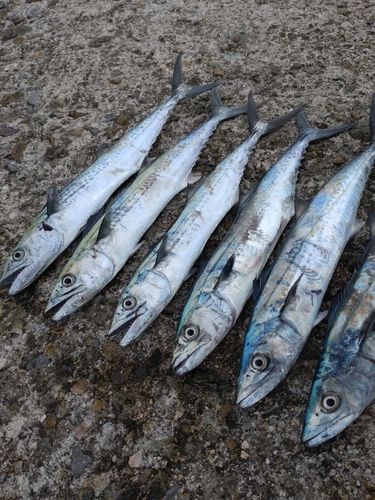 サゴシの釣果