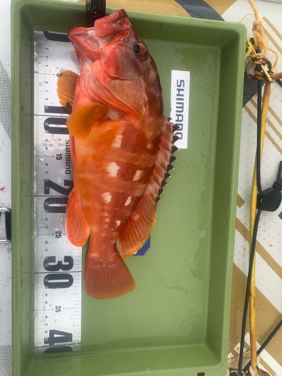 SHIMANO 18ワールドシャウラ 2653R-3の最安値・インプレ・釣果 | 本音