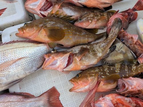 アコウの釣果
