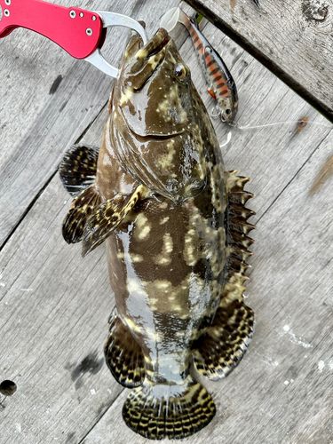 ハタの釣果