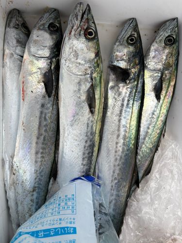 サゴシの釣果