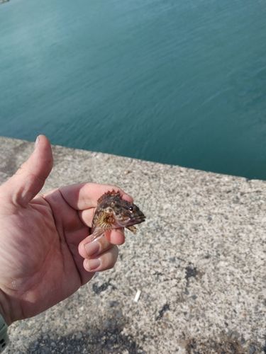 釣果